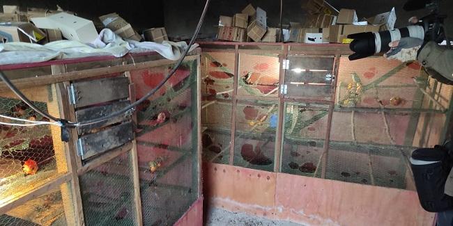 Operação resgata animais silvestres em Juiz de Fora (Ministério Público / Divulgação)
