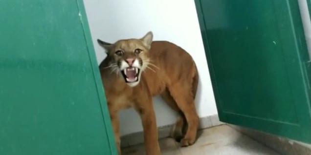 Animal foi encontrado por pessoas que usavam a quadra da instituição. (Reprodução / Corpo de Bombeiros)