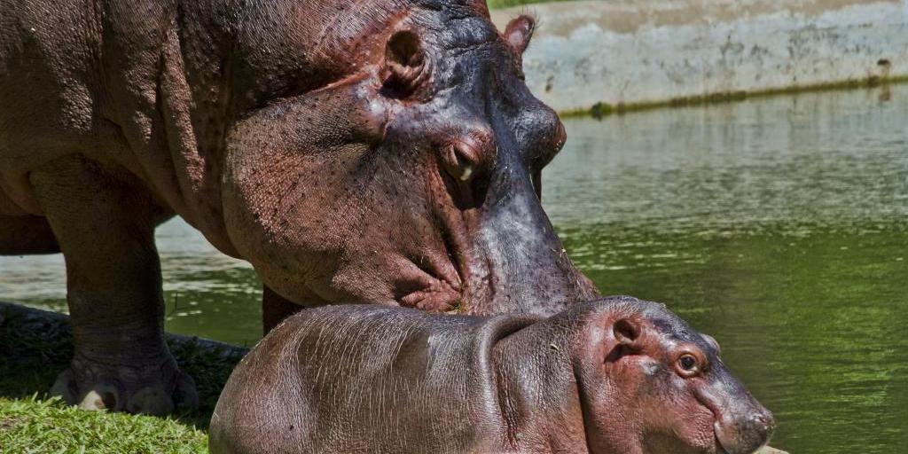 Hipopótamos no Zoológico de Belo Horizonte (Divulgação / PBH)