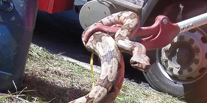 Animal foi entregue à veterinários para receber os devidos cuidados. (Divulgação / CBMG)