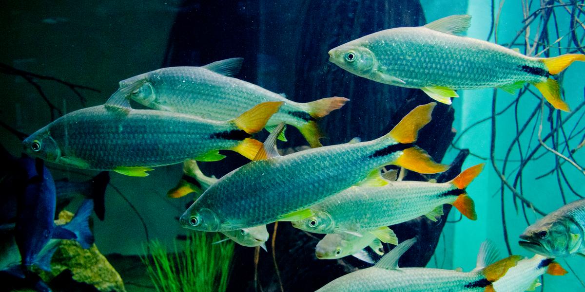 Peixe do tipo matrinxã está entre espécies ameaçadas de extinção. (Daniel Alves)