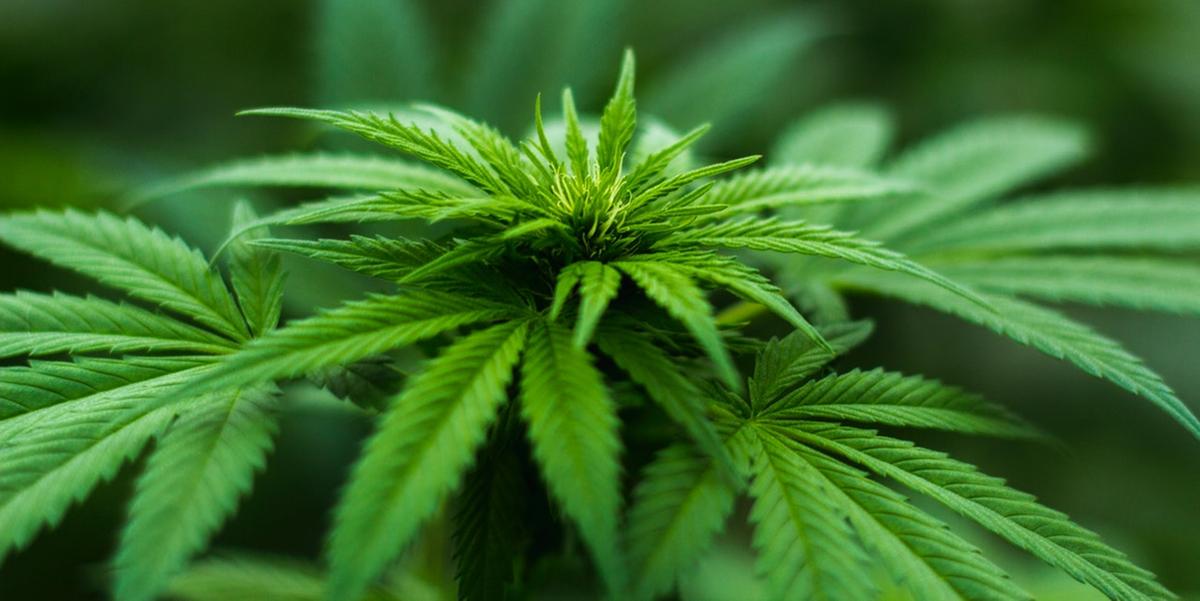 Planta cannabis é fonte de princípios ativos que são usados na pesquisa científica para tratamento de pacientes (Pexels / Divulgação)