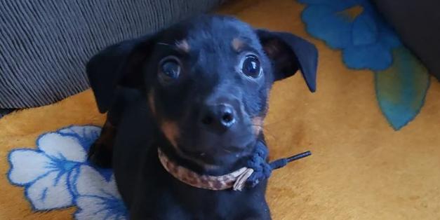 (Reprodução / Redes Sociais Vida Animal Livre)