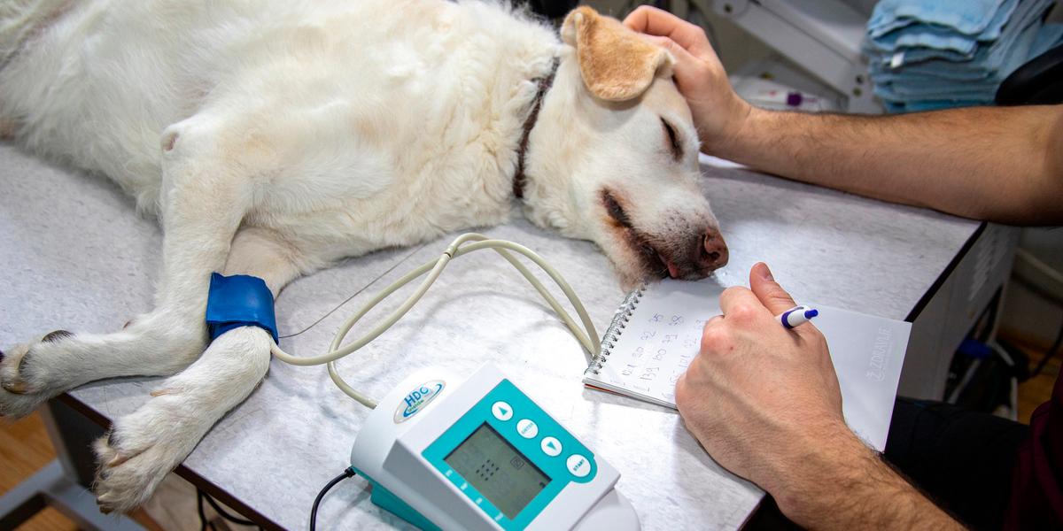 Trabalho da UFMG aponta que a infecção uterina também pode ser transmitida entre as fêmeas, o que liga alerta para tutores e canis (Mirko Sajkov/Pixabay)