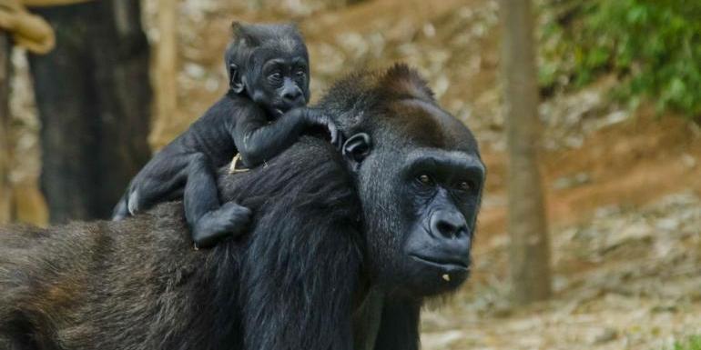 A gorila caçula do Zoo de BH completa 3 anos nesta quarta (8) (Daniel Alves /PBH / Divulgação)