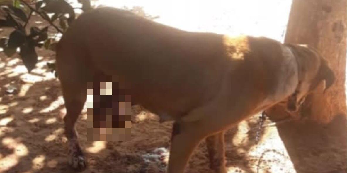 Homem decepa pata de animal com foice em Porteirinha, no Norte de Minas (ONG Proteção Animal de Porteirinha/ Divulgação)