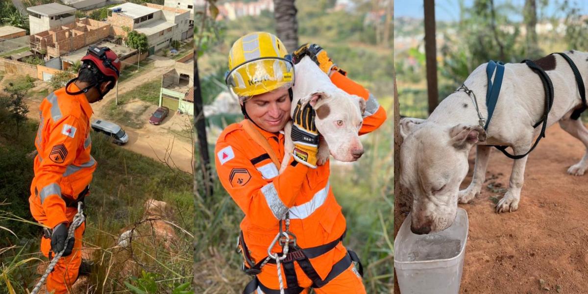 Bombeiros resgatam cães em Sabará  (Bombeiros / Divulgação)