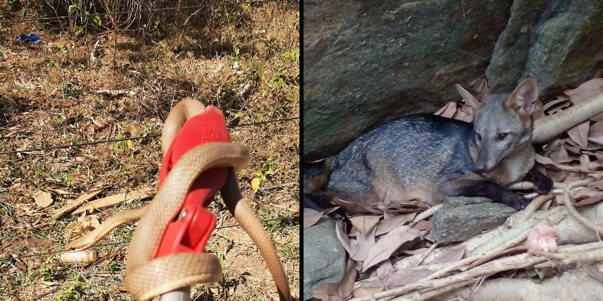 Um cobra foi resgatada em Janaúba e uma raposa capturada em Além Paraíba (Bombeiros MG / Divulgação)