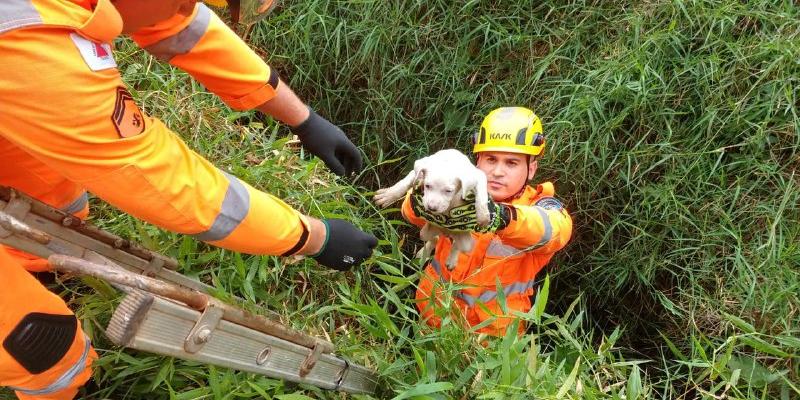 Bombeiros resgatam filhotes na Zona da Mata (Bombeiros / Divulgação)