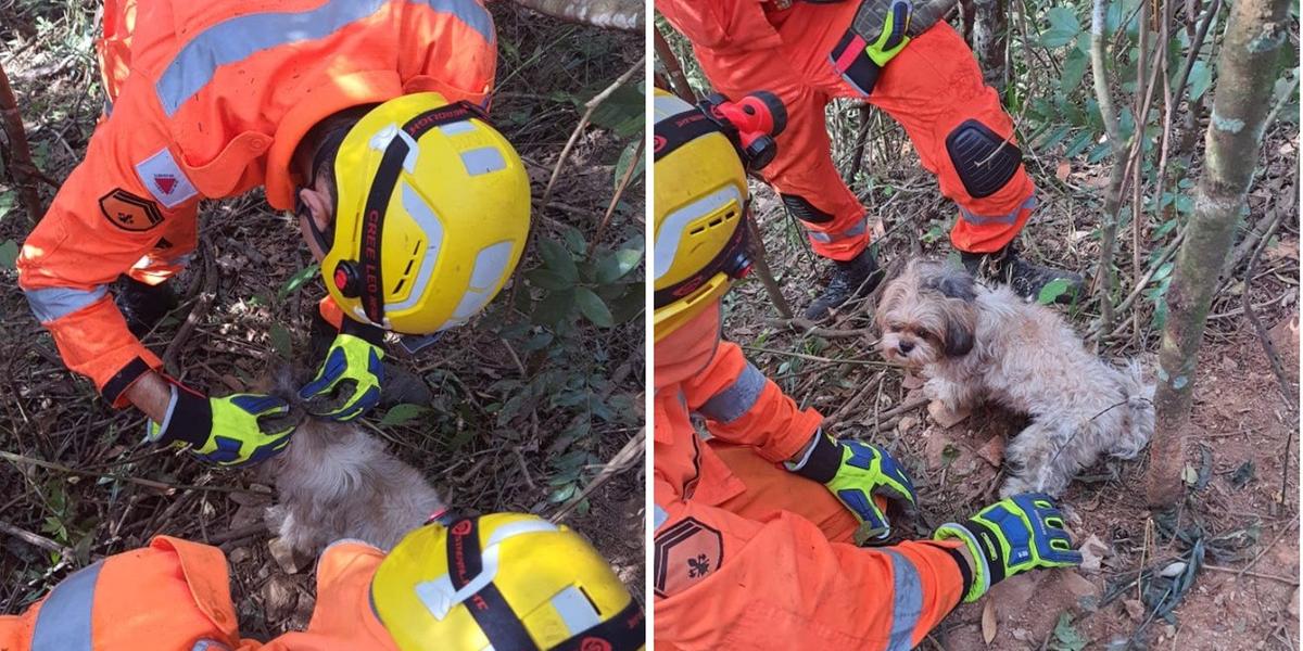 A cadela sobreviveu dois dias em meio a uma região de mata fechada (Bombeiros MG / Divulgação)