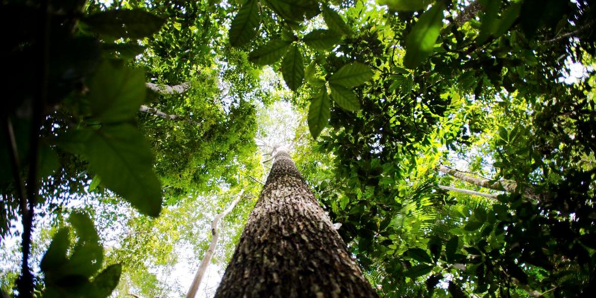 Estudo divulgado mapeia pesquisas científicas na região (Marcelo Camargo/Agência Brasil)