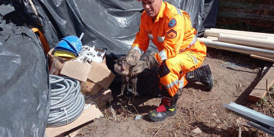 Gambá é resgatado em Barbacena (Corpo de Bombeiros)