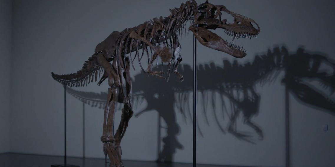 O esqueleto de gorgossauro foi descoberto na fronteira dos EUA com o Canadá (Sotheby's / Reprodução)