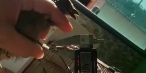 Operação Fake Washer I da Polícia e Federal,com apoio do Ibama em Betim para o combate à utilização e à venda de anilhas falsas (Polícia Federal / Divulgação)