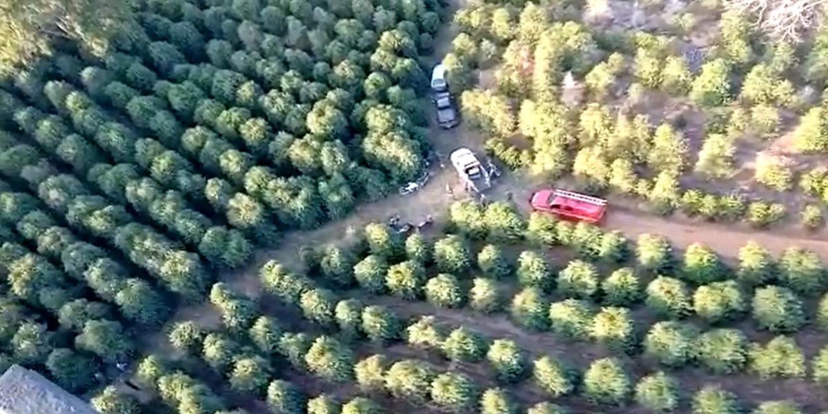 Bombeiros, policiais militares e voluntários procuram por menina de 1 anos e 8 meses desaparecida em cafezal em Campestre (Corpo de Bombeiros / Divulgação)