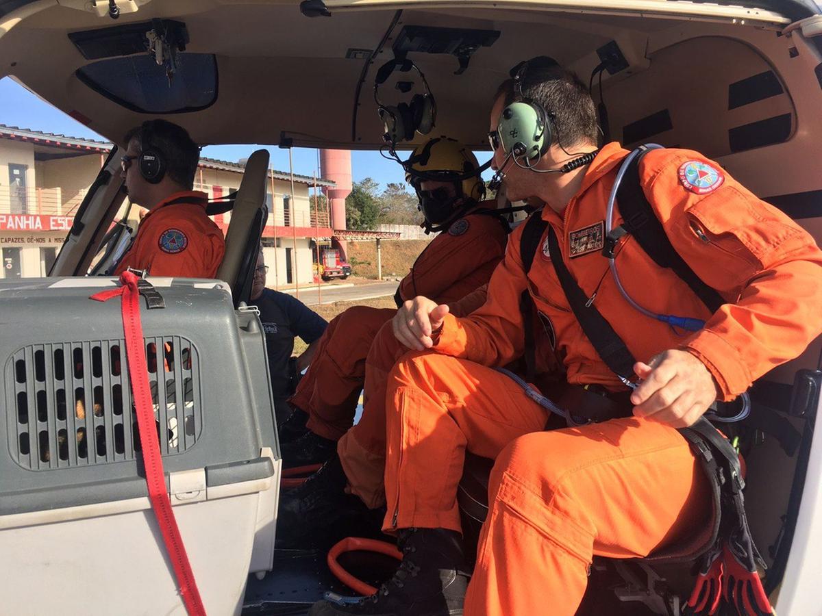 Cão farejador foi levado de helicóptero por bombeiros militares para ajudar nas buscas por menina desaparecida em fazenda no Sul de Minas (Corpo de Bombeiros / Divulgação)