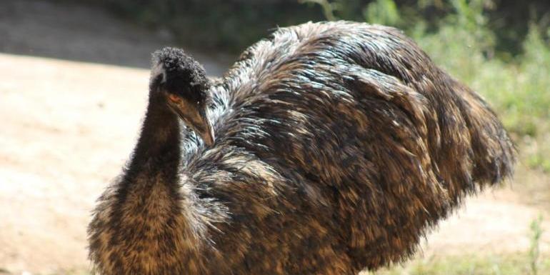 Emus são novos moradores do Zoo; ave á e segunda mais alta do mundo (Suziane Brugnara / PBH / Divulgação)