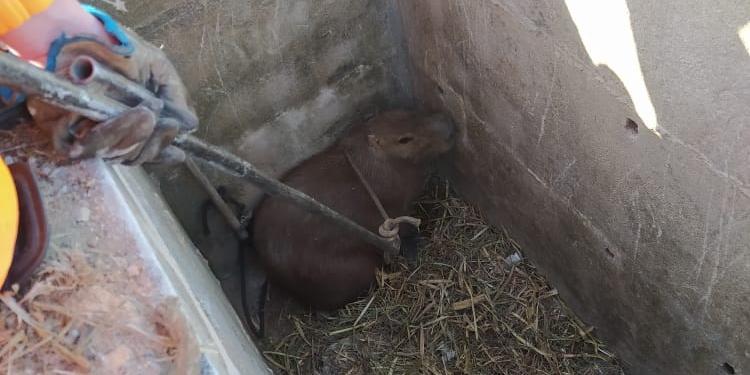 A capivara caiu numa sepultura de cerca de dois metros de profundidade (Bombeiros MG / Divulgação)