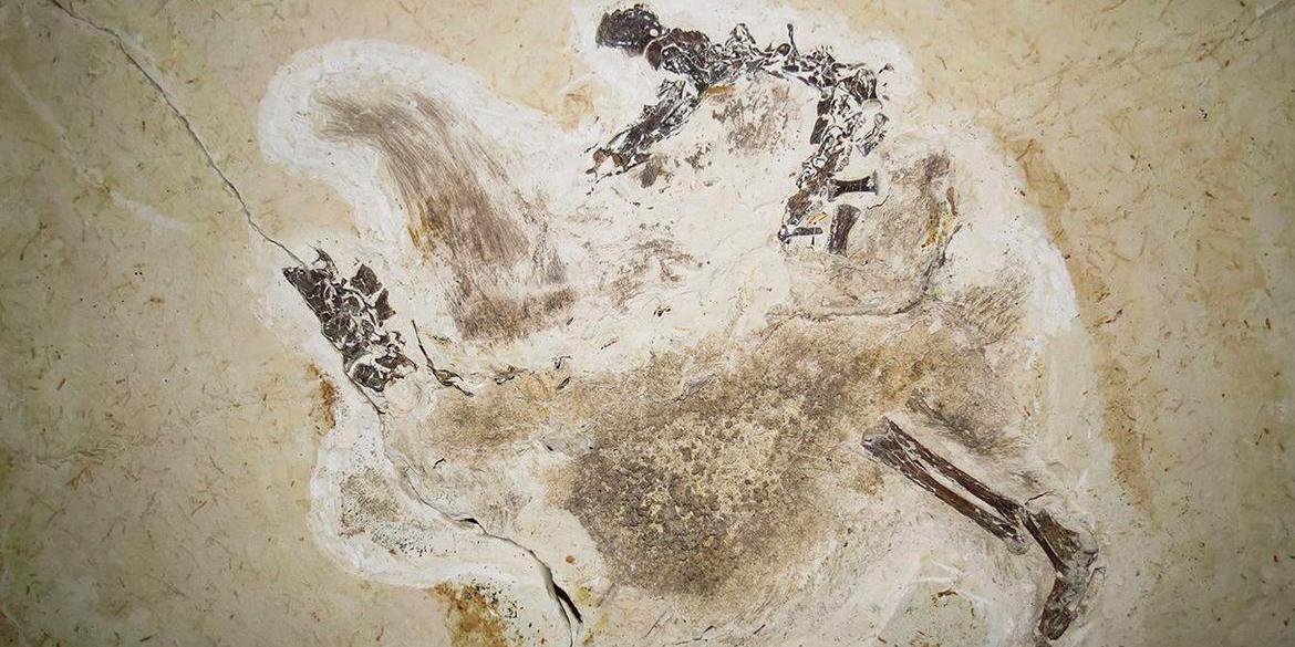 O fóssil do Ubirajara jubatus foi descoberto na região do Araripe, na divida do Ceará, Piauí e Pernambuco (Felipe Lima Pinheiro / Unipampa / Acervo pessoal)