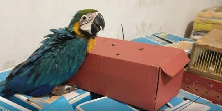70 aves foram resgatadas em ação policial (Polícia Militar Rodoviária)