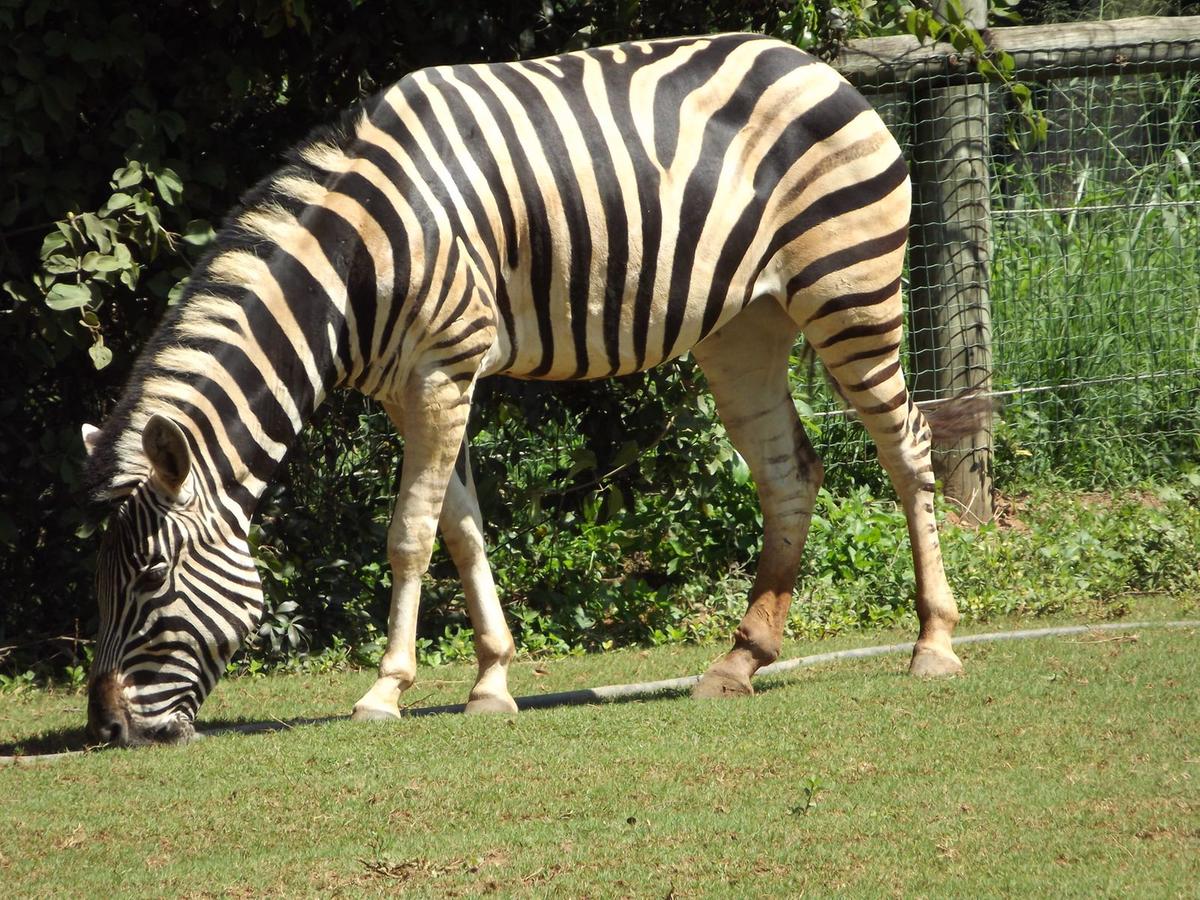 (Fundação de Parques Municipais e Zoobotânica / Divulgação)