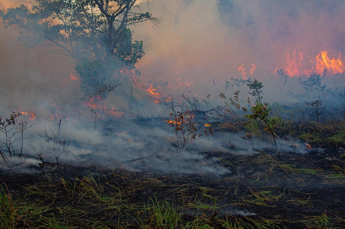 O cerrado mineiro é alvo de incêndios criminosos e de proprietários rurais que colocam fogo no pasto ou em áreas de lavoura e chamas saem do controle (Ubirajara Oliveira / Divulgação)