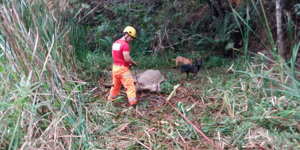 Vaca atolada é resgatada pelos Bombeiros (Bombeiros / Divulgação)