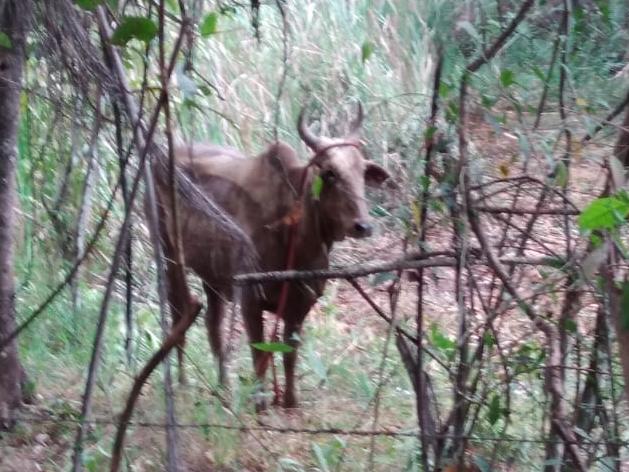 Vaca foi resgatada sem ferimentos pelos bombeiros (Bombeiros / Divulgação)