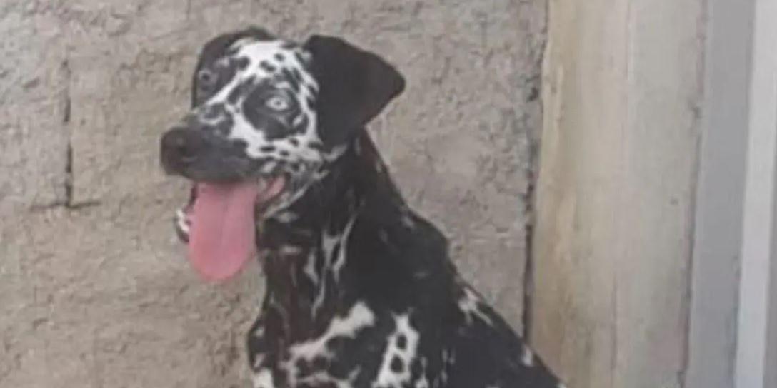 Cadela teria sido estuprada por idoso antes de ser morta (Reprodução / Redes sociais)