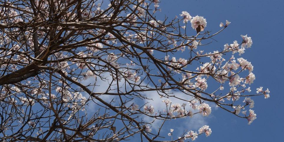 Tempo seco favorece perda de folhas e crescimento das flores dos ipês em BH