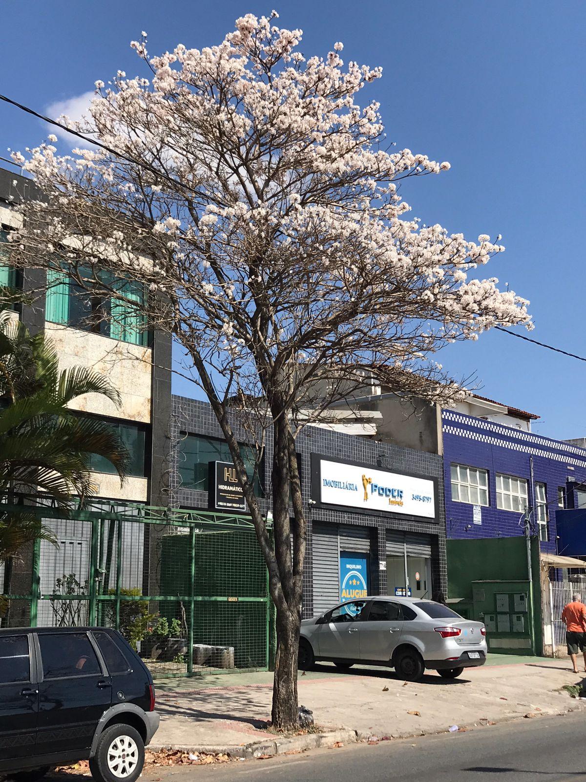 O ipê branco está entre os mais raros nas ruas de BH (Valéria Marques / Hoje em Dia)