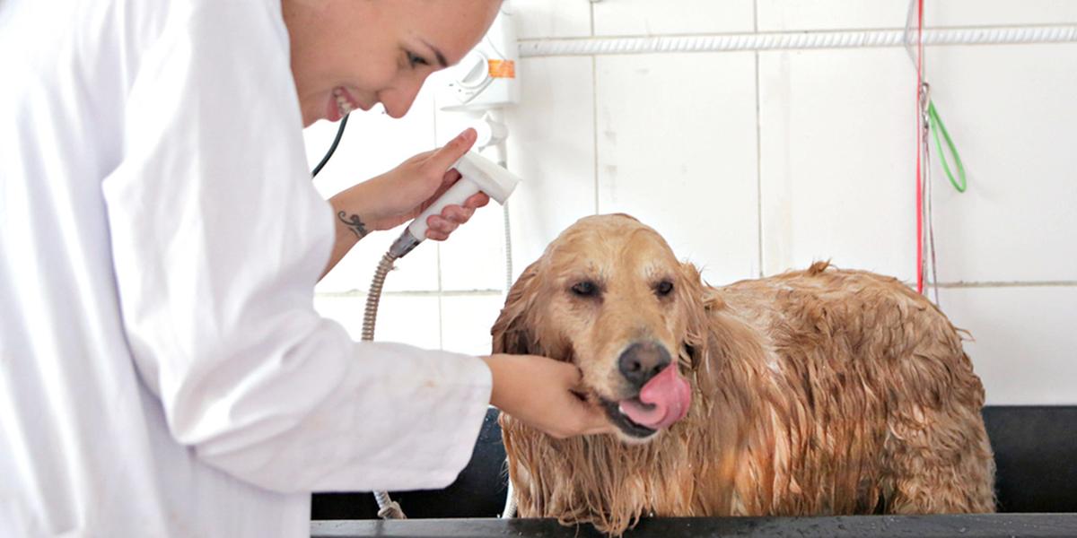 No Lulu Pet Club, os clientes da Luiza tomam um banho mais do que especial: tem massagem relaxante e até musicoterapia (Fernando Michel)