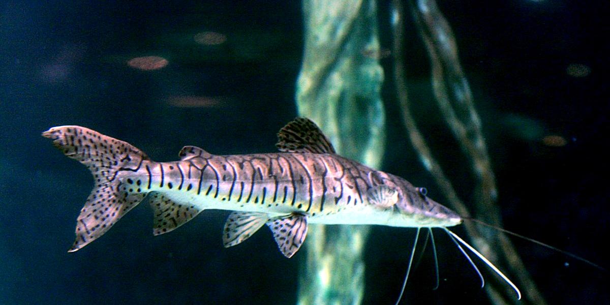 (Wikimedia / I, Lerdsuwa / Creative Commons)