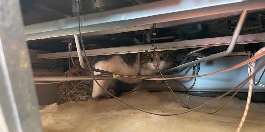 Gato resgatado de um fogão a gás (Corpo de Bombeiros / Divulgação)