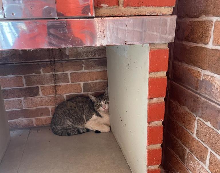 Gato resgatado de um fogão a gás (Corpo de Bombeiros / Divulgação)