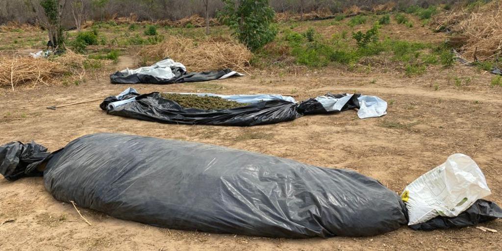 Policiais federais e militares apreenderam cerca de 860 quilos de maconha na zona rural de Matias Cardoso, Norte de Minas (Polícia Federal / Divulgação)