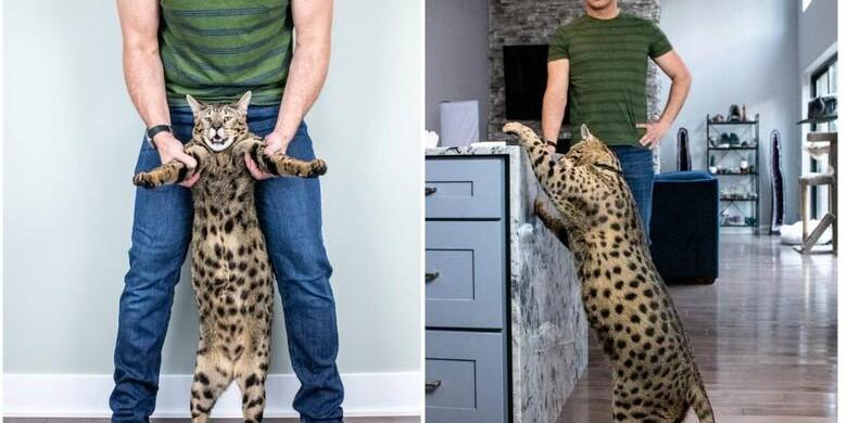 Fenrir Antares Powers é o maior gato doméstico vivo do mundo (Guinnes Book / Divulgação)