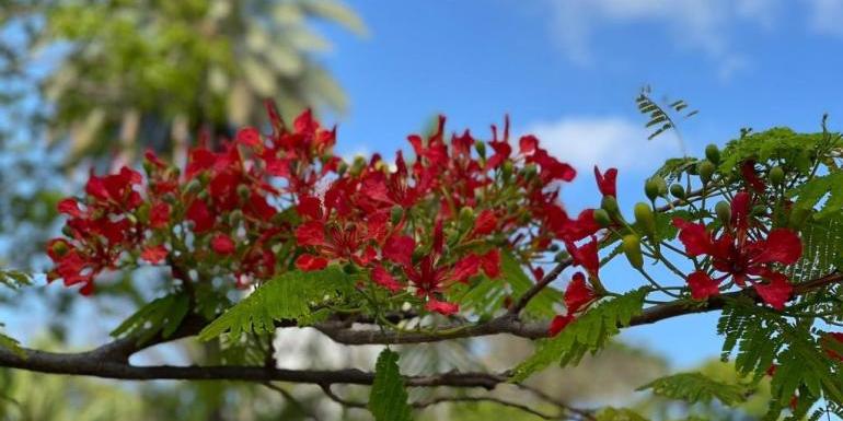 Novas cores tomam conta dos parques, praças e canteiros de Belo Horizonte com a florada dos Flamboyants. (Vinícius Santiago / PBH / Divulgação)