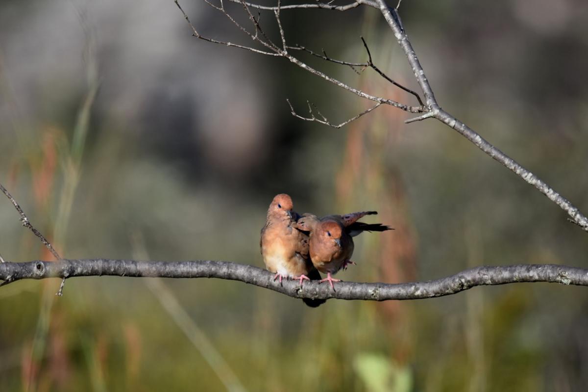 Uma das aves mais raras do mundo e criticamente ameaçada de extinção, a Rolinha-do-Planalto já atraiu observadores de aves de dezenas de países (Eduardo Gomes / Divulgação)