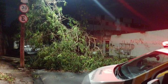 Além da árvore que atingiu jovem, Corpo de Bombeiros também registrou a queda de outra árvore no Céu Azul nesta segunda-feira (7) (BH Trans/Reprodução)