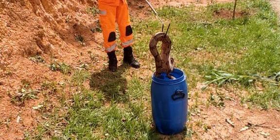 Jiboia de 2,5 metros é capturada por Bombeiros em Montes Claros (Corpo de Bombeiros / Divulgação )