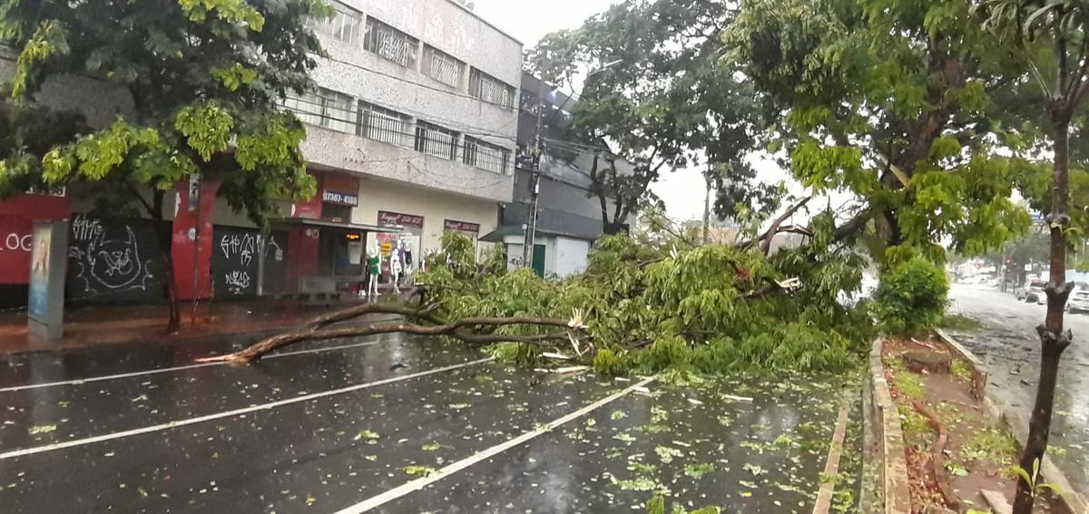 Árvore cai na av. Augusto de Lima, próximo ao Barro Preto (Maurício Vieira / Hoje em Dia)