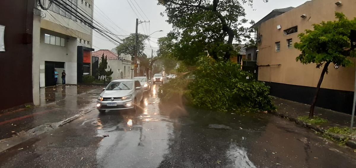 Vendaval causa queda de árvore na rua Ituiutaba, no Prado (Maurício Vieira / Hoje em Dia)