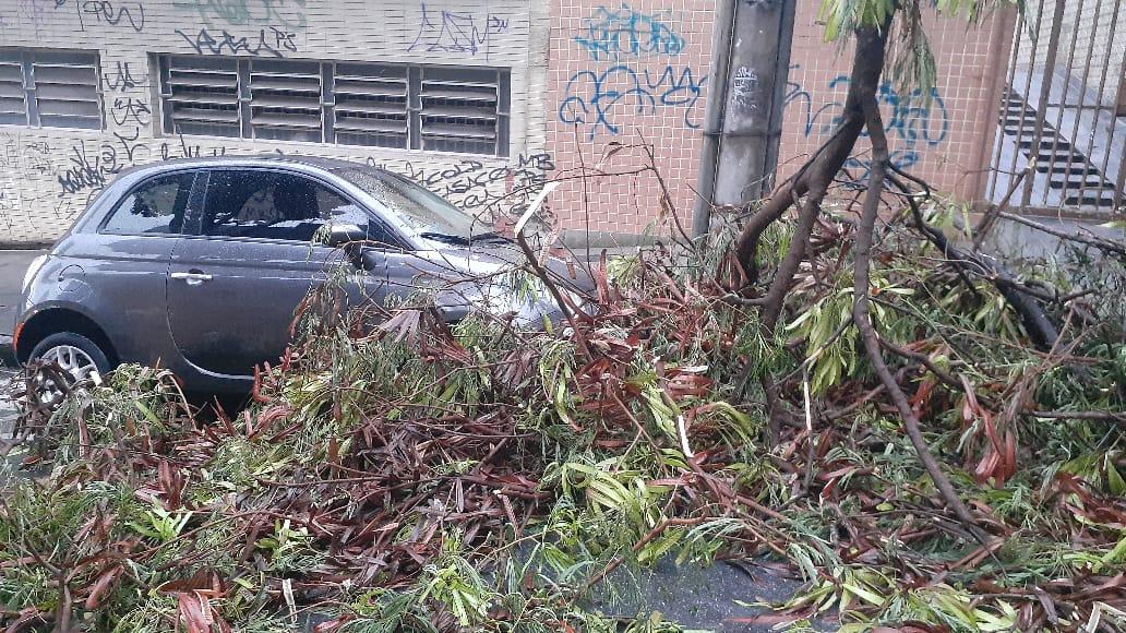 Uma árvore caiu na rua Araguari, no Santo Agostinho (Walter Pernambuco)