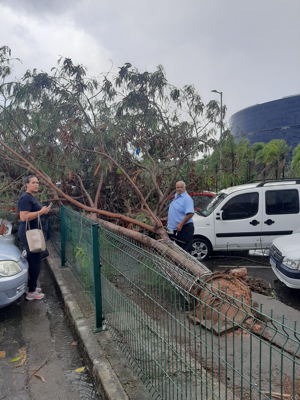 Árvore caiu na Cidade Administrativa, na região norte de BH (Redes Sociais/Reprodução)