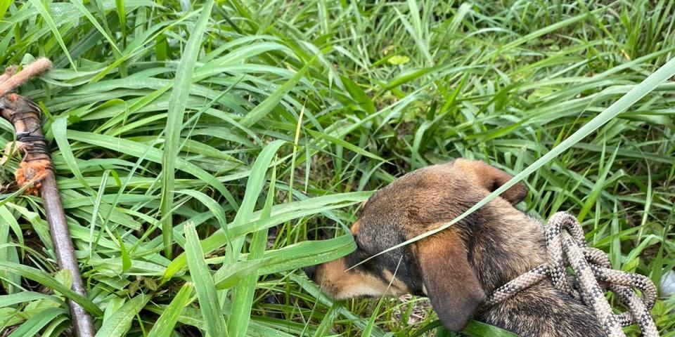 Animal foi retirado em segurança (CBMMG)