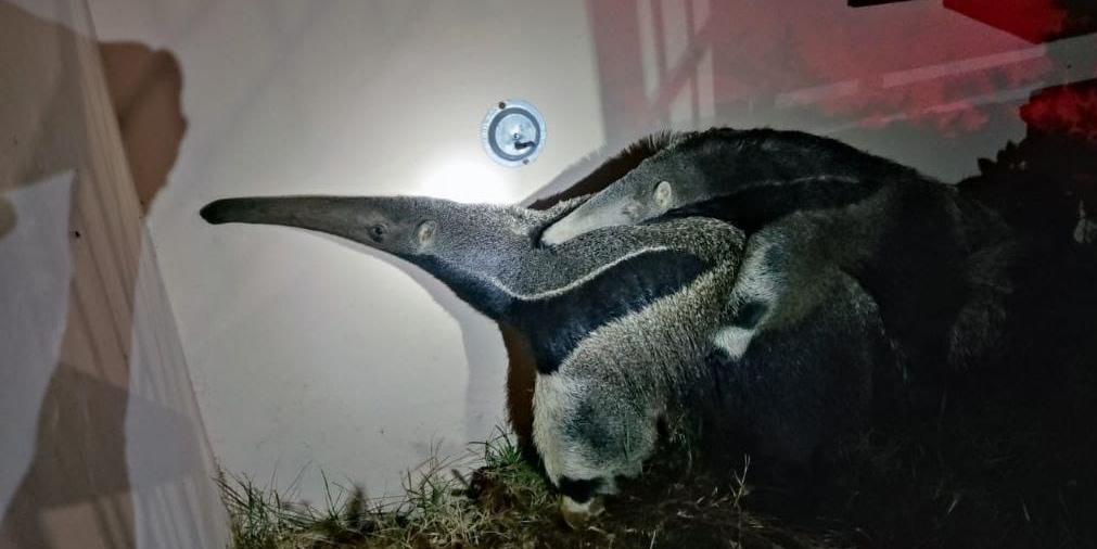 A família foi levada para o habitat natural, sendo solta em uma área de preservação, longe do perímetro urbano (CBMMG)