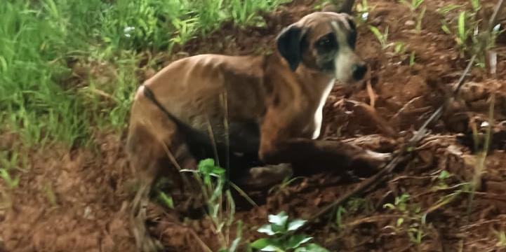 Um dos cães resgatados pelos bombeiros (CBMMG)