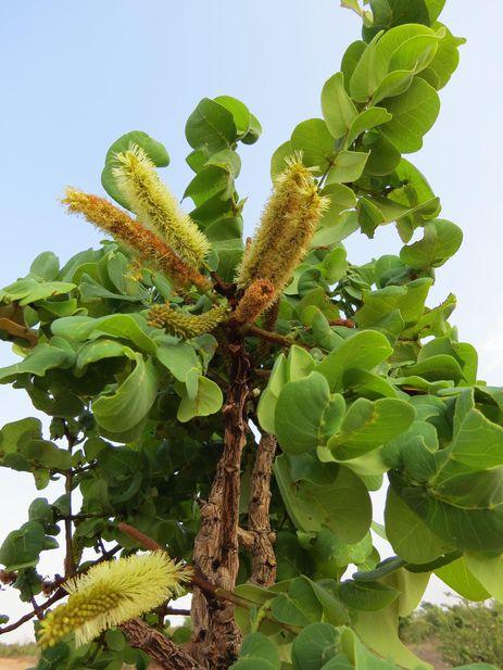 Gwilymia coriacea, cujo nome homenageia o botânico britânico Gwilym Peter Lewis, estudioso das leguminosas (Marcelo Simon - Divulgaão JBRJ)