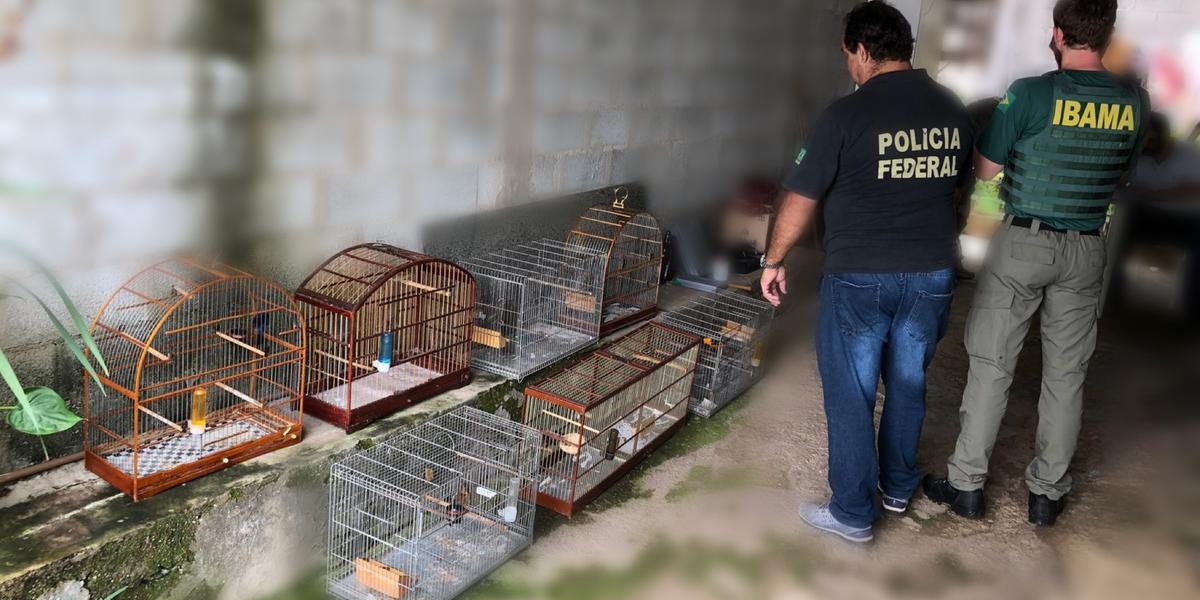 Operação conjunta da Polícia Federal e do Ibama resultou na apreensão de diversas aves da fauna brasileira que apresentavam irregularidades no anilhamento (Polícia Federal / Divulgação)
